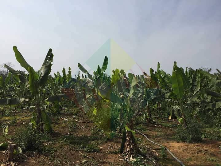 မြစ်ကြီးနား ဝိုင်းမော် တရုတ်တစ်သျှူး ငှက်ပျောလုပ်ငန်းရှင် သုံးပုံနှစ်ပုံခန့် ထွက်ခွာ